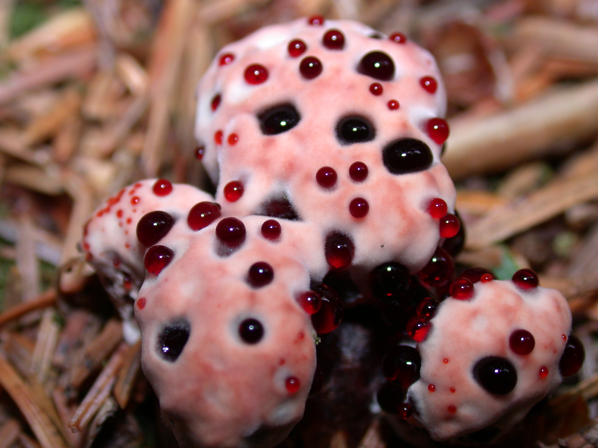 Фото самый ядовитый. Гиднеллум ПЕКА (Кровавый зуб). Кровоточащий гриб (Hydnellum peckii).