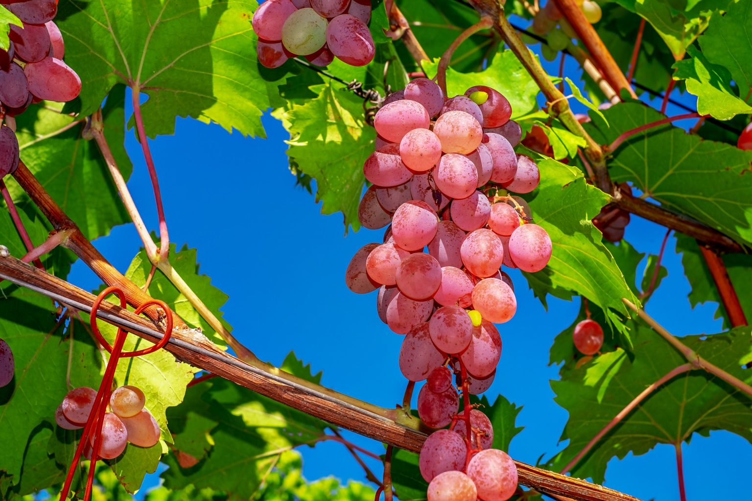 How To Grow Grapes in Your Backyard? | Garden lovers