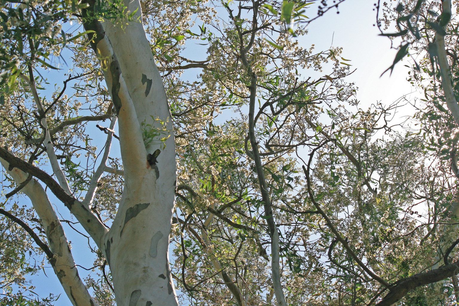 деревья с кипра