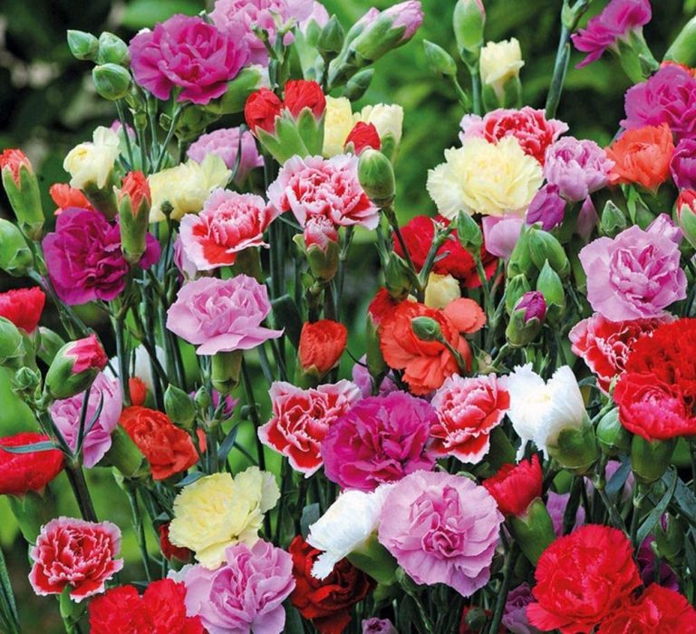 How to Grow Carnations? | Garden lovers