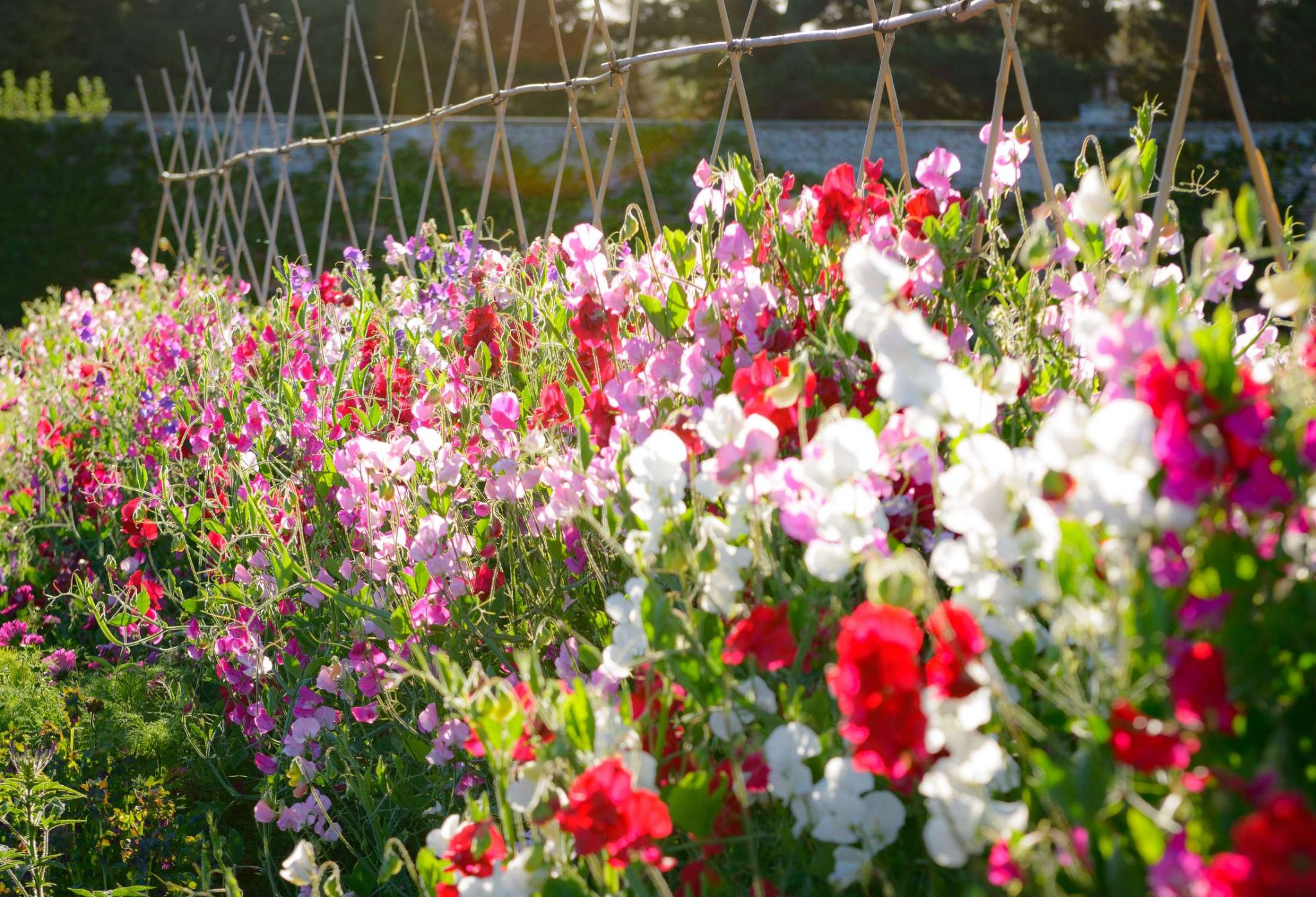 Lathyrus odoratus клумба