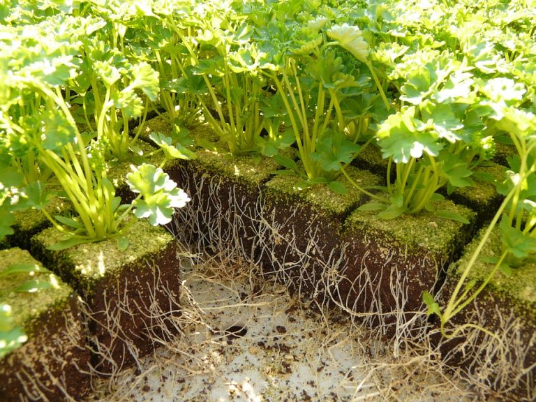 Sowing And Harvesting Parsley Garden Lovers 7636