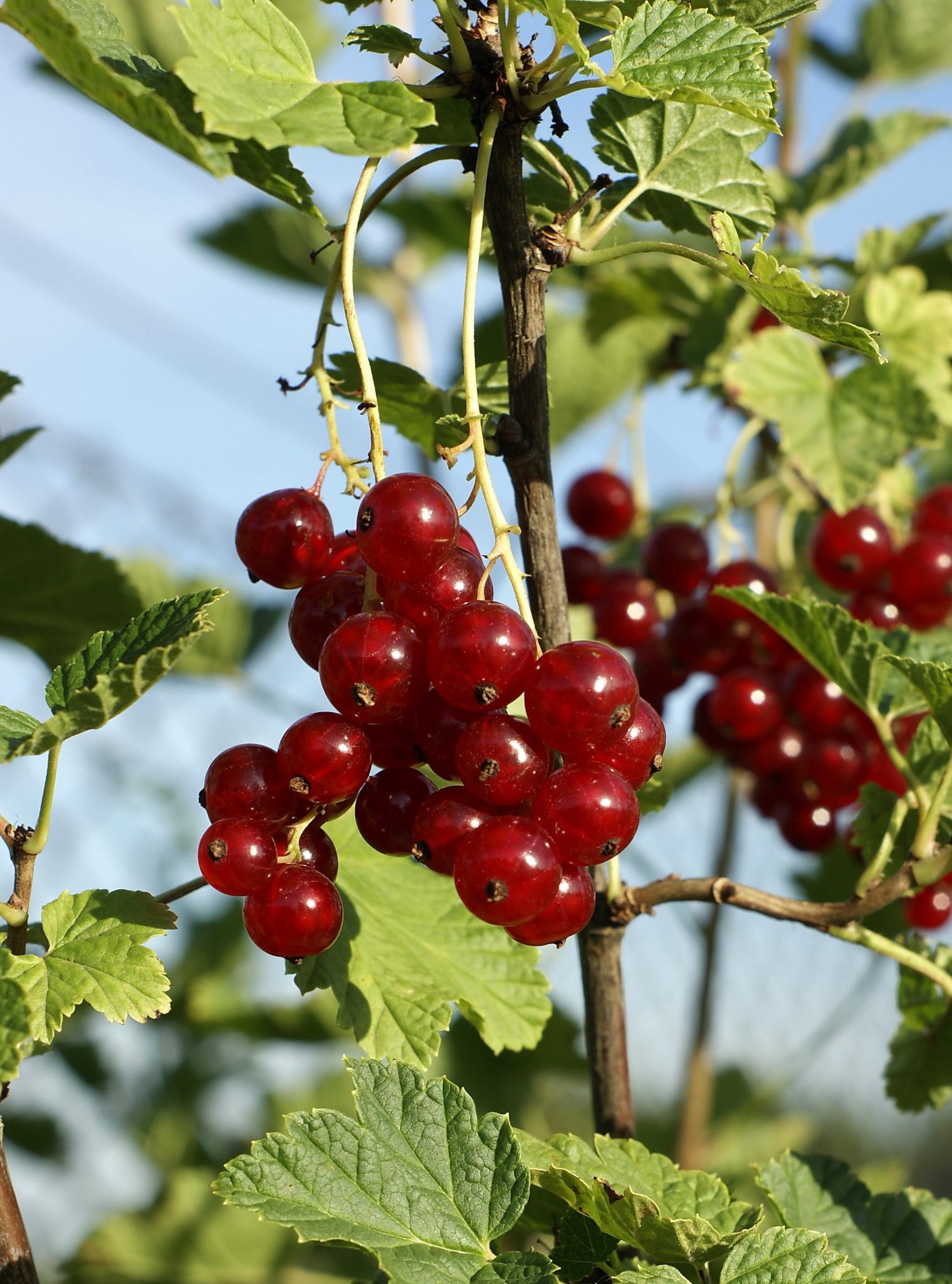 how-to-prune-redcurrant-tree-garden-lovers